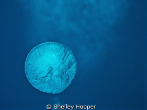 A diver trapped in a bubble..
Russell Islands, Solomon I... by Shelley Hooper 